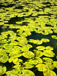 High angle view of lily pads floating on water