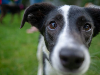 Close-up portrait of dog on field