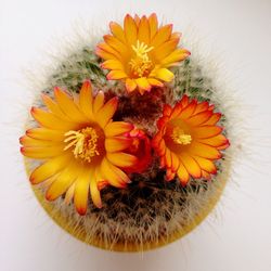 Close-up of orange flowers