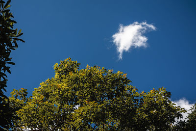 Low angle view of trees against blue sky