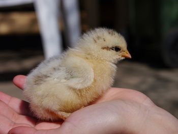 Close-up of a hand holding chicken 
