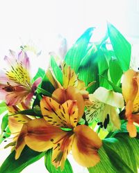 Close-up of yellow flowers