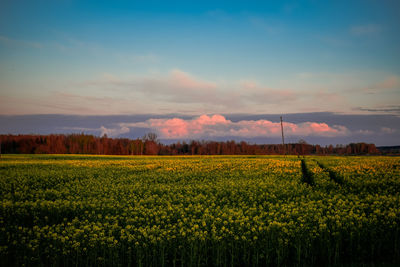 View of yellow flowers growing on field