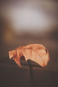 Close-up of dried autumn leaf