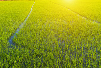 Scenic view of agricultural field