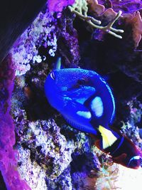 Close-up of fish underwater
