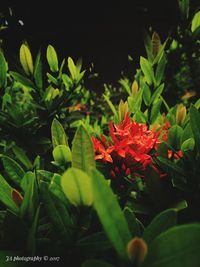 Close-up of red flowers blooming outdoors