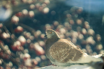 Close-up of bird perching outdoors