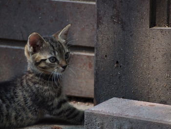 Close-up of kitten 