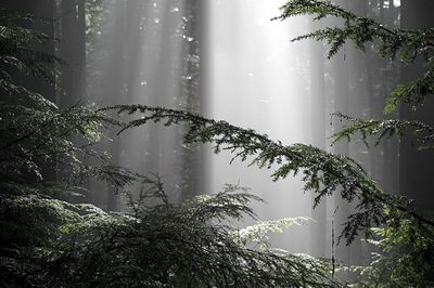 Plants growing on landscape against sky at night