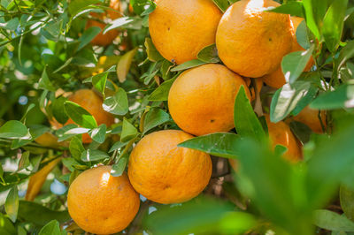 Low angle view of orange fruits on tree