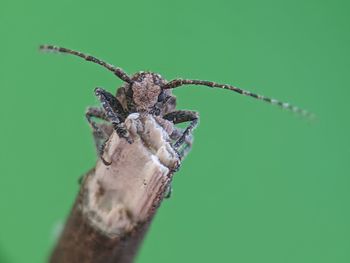 Close-up of insect on leaf