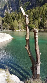 Tree trunk by lake