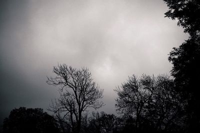 Low angle view of trees against sky