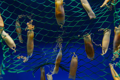 Close-up of shark eggs on net in sea