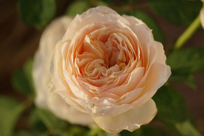 Close-up of rose flower