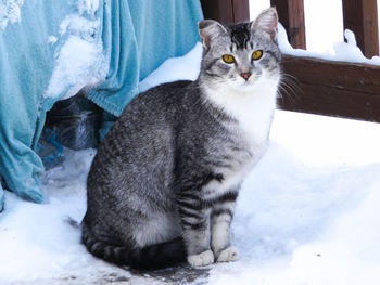 Cat sitting in snow