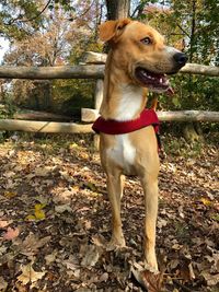 Dog on field during autumn