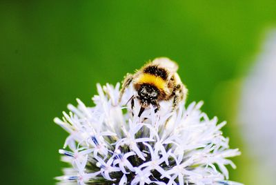 Close-up of bee on flower