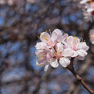 Close-up of flower on tree