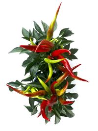 Close-up of red chili pepper against white background