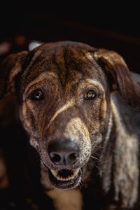 Close-up portrait of dog