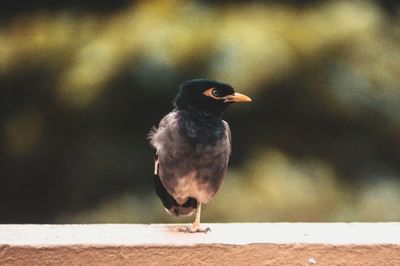 Close-up of bird perching on railing