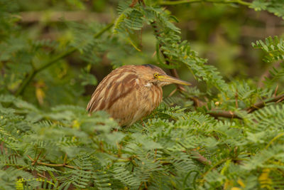 Bird perching on a tree