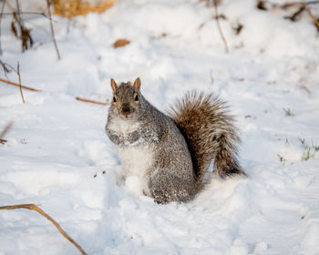 Squirrel on snow covered field