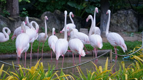 View of birds in lake