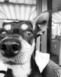 Close-up portrait of a dog