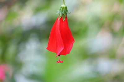Close-up of red rose flower