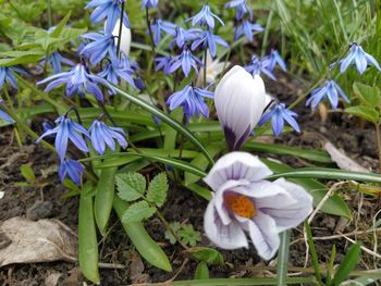 Close-up of purple crocus flowers on field