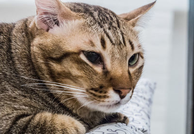 Close-up portrait of cat