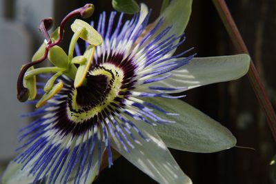 Close-up of passion flower blooming outdoors