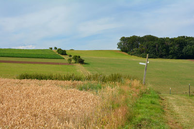 Scenic view of field against sky