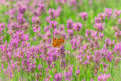 Butterfly on a lavender field.