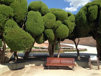 Empty bench against trees in park