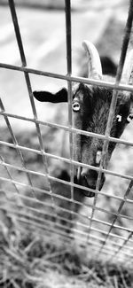 Close-up of goat in captivity 