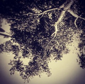 Low angle view of bare trees against sky