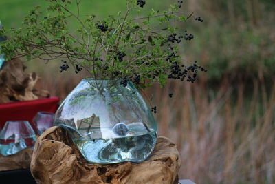 Close-up of dead plant hanging from glass window