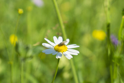 Close-up of fly pollinating on white daisy