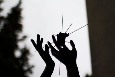 Close-up of hand holding insect