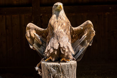 Close-up of bird