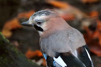 Close-up of a bird