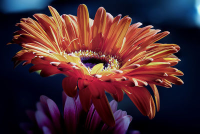 Close-up of orange gerbera daisy against black background