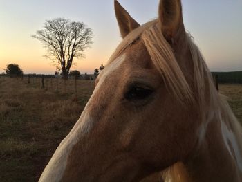 Close-up of brown horse