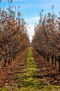 Trees on field against sky during autumn