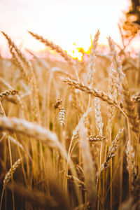 View of plants in field against sky