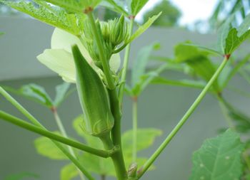 Close-up of fresh green plant